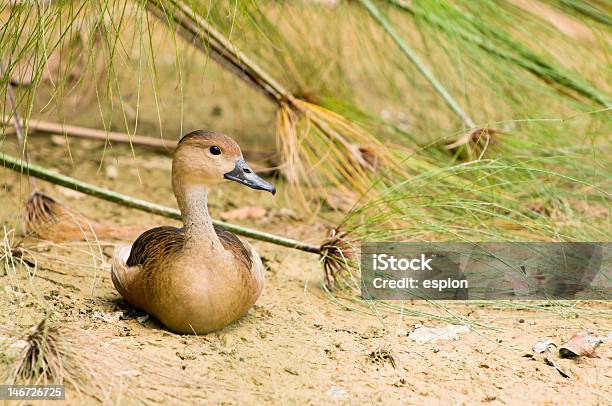 Sitting Duckmodo Di Dire Inglese - Fotografie stock e altre immagini di Allerta - Allerta, Ambientazione esterna, Anatra - Uccello acquatico