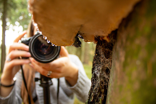 A photographer taking photos of a tree in a forest