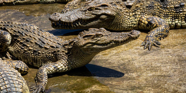 istock Array of various alligators inhabiting a body of water 1467267726