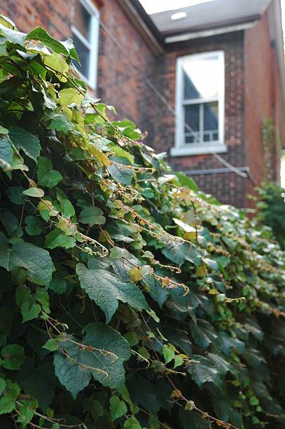 istock Ivy on the garden wall 146726852