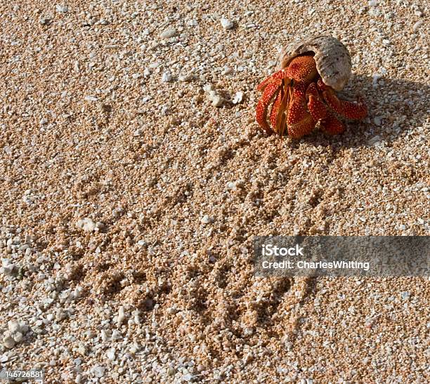 Cangrejo Ermitaño Foto de stock y más banco de imágenes de Aire libre - Aire libre, Antena - Parte del cuerpo animal, Arena