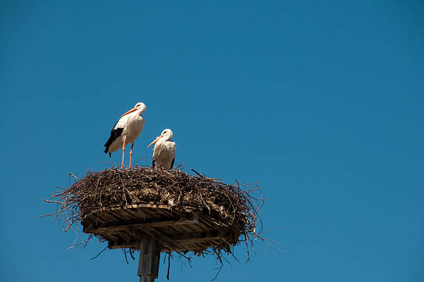 pair of storks on nest stock photo