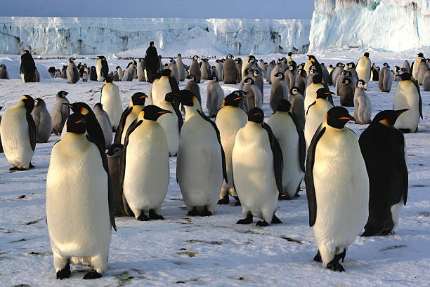 colônia do imperador penguins - pack ice imagens e fotografias de stock