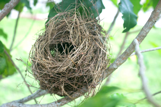 istock a small bird's nest in a tree branch 1467269912