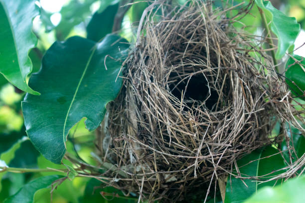 istock there is a small and empty bird's nest in a tree branch 1467269986