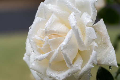white roses wet with rain