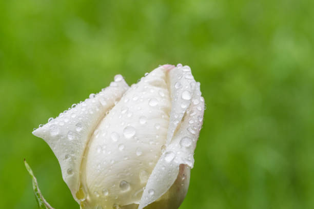 Blurred delicate white peony petals and water drops on a soft background in the summer garden