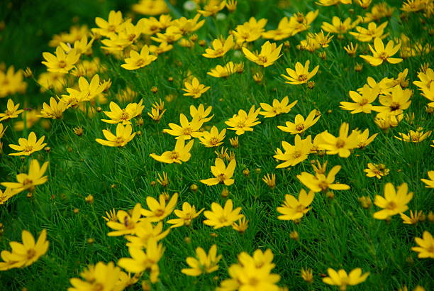 istock Field of Dreams 146727026