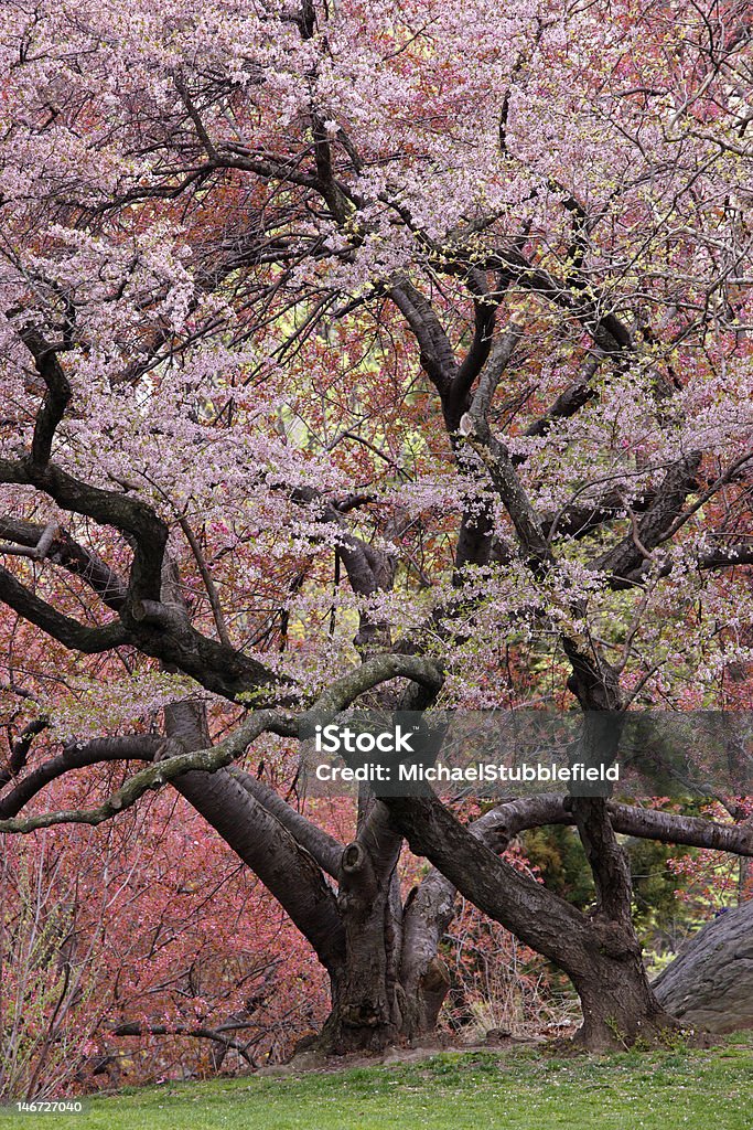 Cherry Tree (Prunus sargentii - Lizenzfrei Anfang Stock-Foto