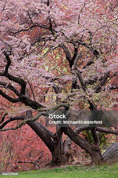 Cherry Tree Prunus Sargentii Stockfoto und mehr Bilder von Anfang - Anfang, Ast - Pflanzenbestandteil, Baum