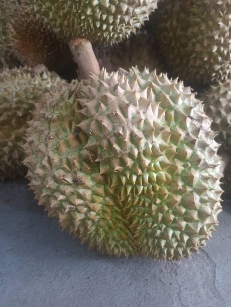istock large montong durian fruit 1467270605