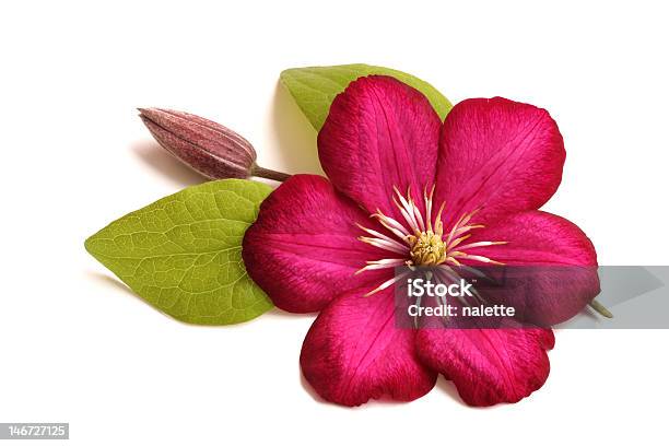 Waldrebe Stockfoto und mehr Bilder von Blume - Blume, Waldrebe, Freisteller – Neutraler Hintergrund