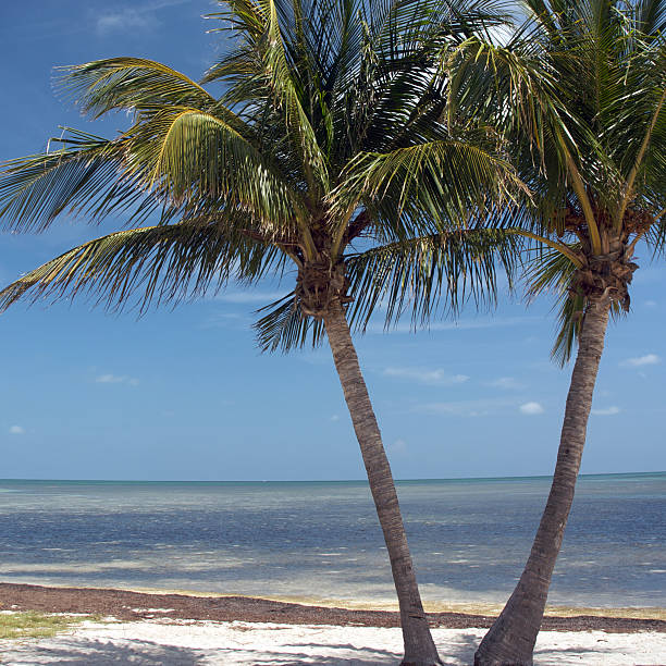 istock Beaches of Key West, Florida USA 146727218