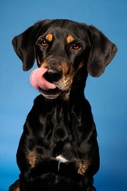 istock Dog sticking out tongue 146727219
