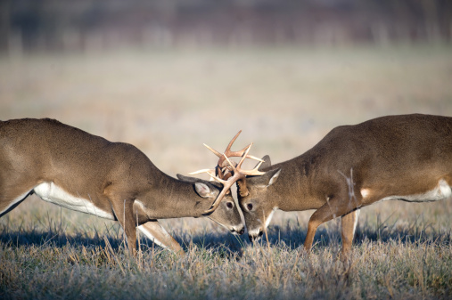 Two whitetail deer bucks lock antlers and battle in an open field during the fall rut