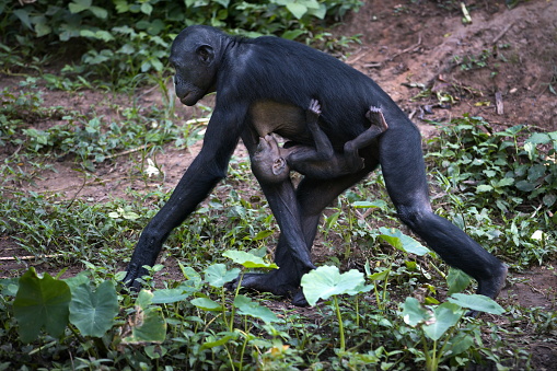 A mother bonobo monkey breastfeeding her baby while walking around in the Democratic Republic of Congo