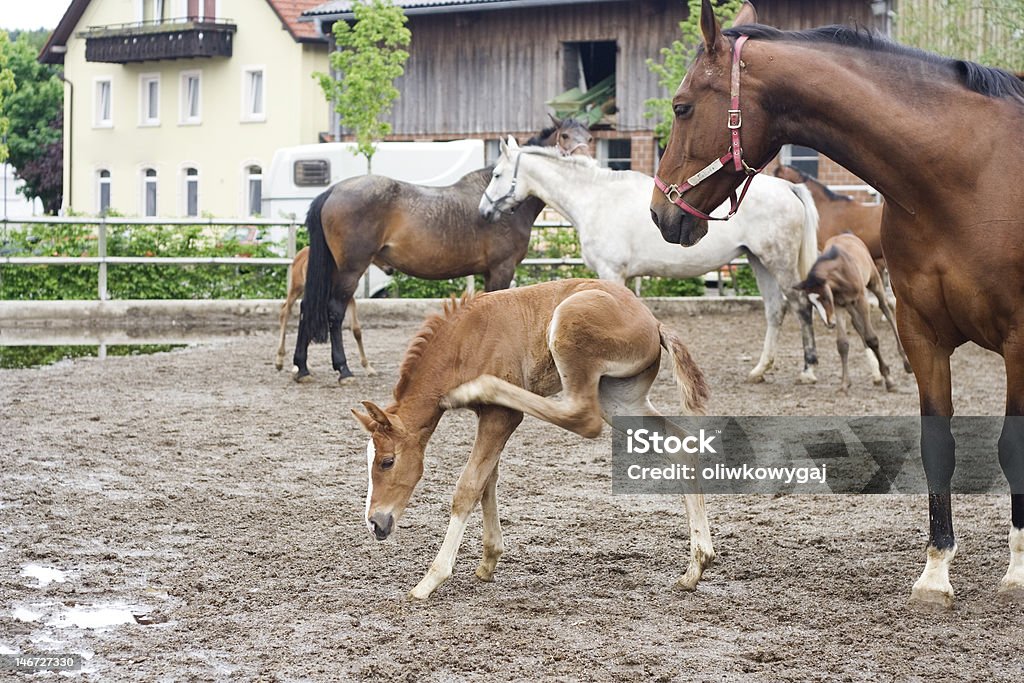 mare y potro - Foto de stock de Aire libre libre de derechos