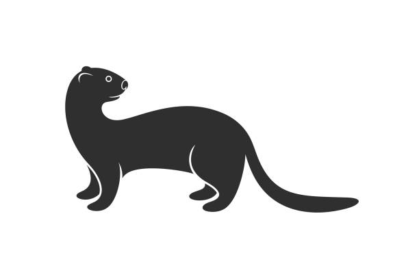 흰 족제비 로고. 흰색 바탕에 고립 된 흰 족제비 - ferret bizarre animal cartoon stock illustrations
