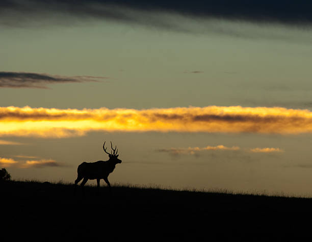 istock Silhouette of elk with copy space 146727425