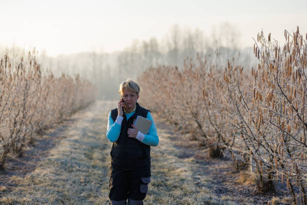 female farmer walking in her hazelnut orchard and talking on the phone - photography gray hair farmer professional occupation imagens e fotografias de stock