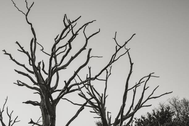 istock Monochrome of a barren, isolated tree standing tall against a pristine sky 1467276167