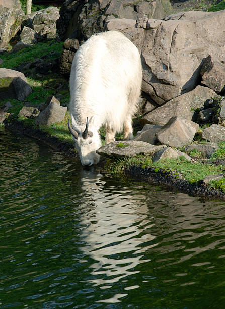 Mountain Goat Drinking stock photo