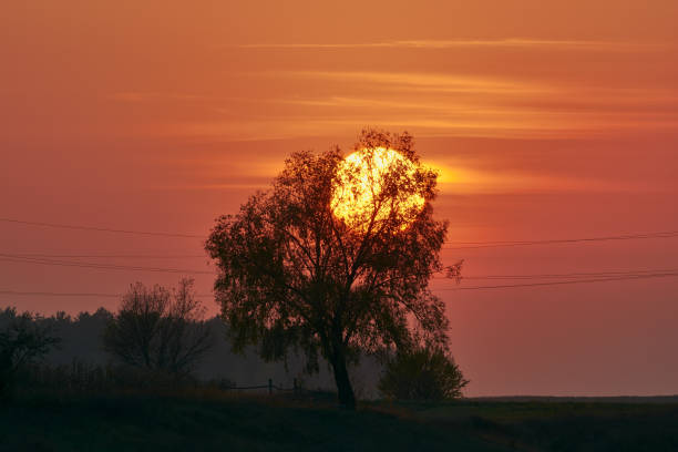 The sun hides behind a tree at sunset