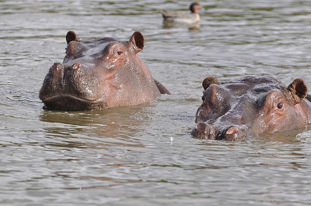 istock pair of swimming hippopotams 146727899