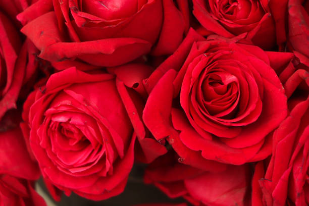 istock Red rose closeup as a background 1467279027