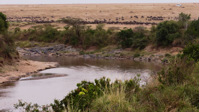 Herd of wildebeest grazing in endless desert on background of river of Kenya.