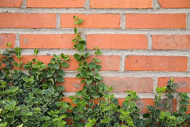 istock ivy leaves on brick background 146728118