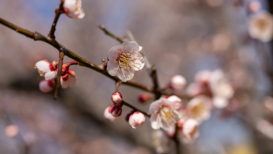 Plum blossoms that tell us that spring is coming soon