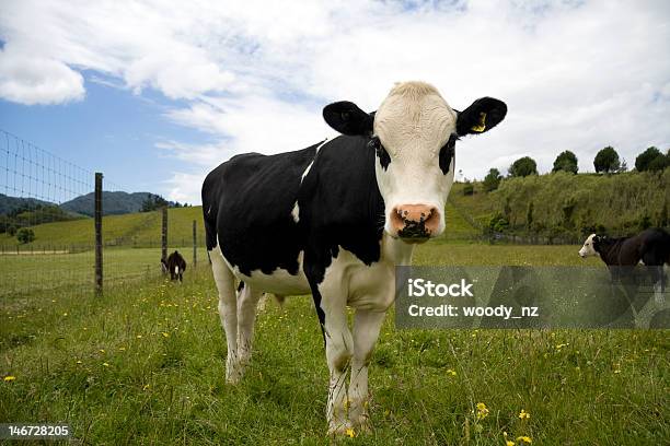 Direccionar S Olhando Para Você - Fotografias de stock e mais imagens de Nova Zelândia - Nova Zelândia, Gado doméstico, Quinta