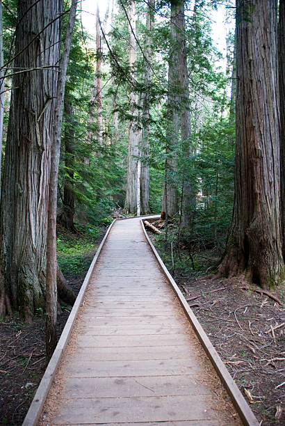 Wooden walkway stock photo