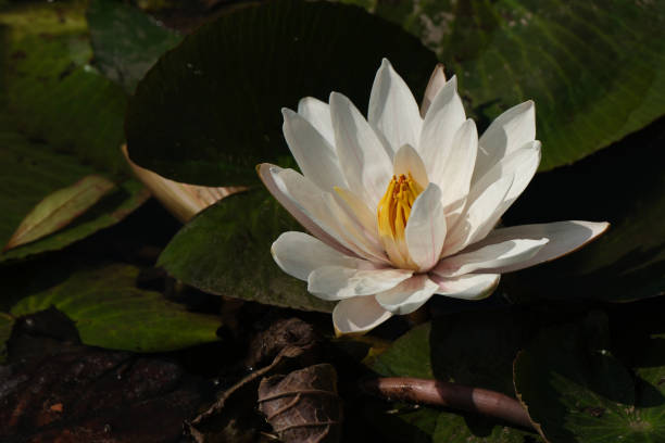 Lotus on a pond stock photo