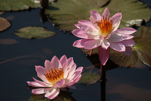 Water lilies  and a goldfish in a pond