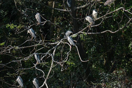 Egrets on branch