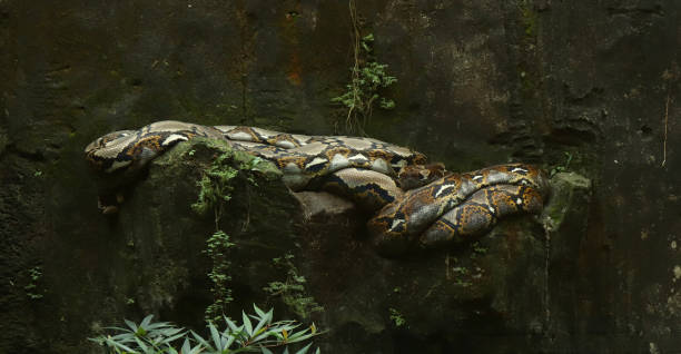 a reticulated python a reticulated python was on the edge of a cliff reticulated python stock pictures, royalty-free photos & images