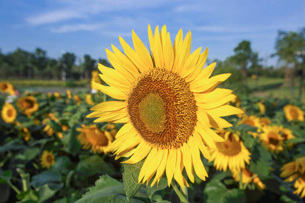 istock Sunflowers on natural background 1467283966