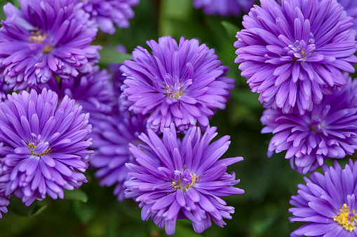 Colorful chrysanthemum