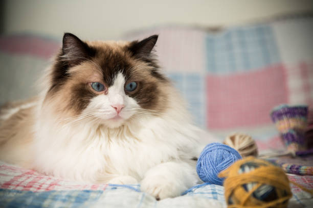 Colored threads, knitting needles and other items for hand knitting and a cute domestic cat Ragdoll stock photo