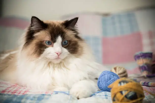 Colored threads, knitting needles and other items for hand knitting and a cute domestic cat Ragdoll on the bed.