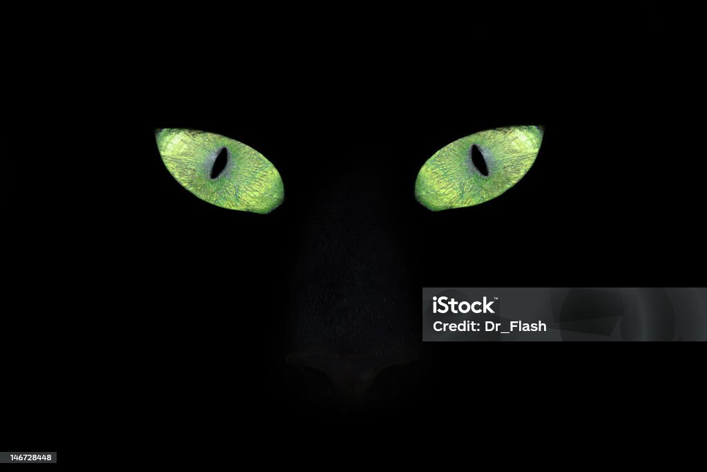 Cat eyes in the Dark Number 13 Stock Photo