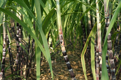 Sugarcane field