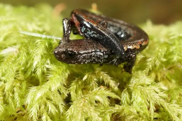 Natural closeup on the rare and endangered Oregon slender salamander, Batrachoseps wrighti from Columbia river