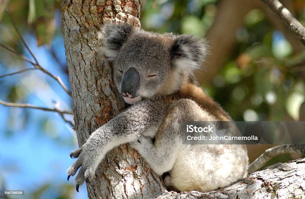 Koala - Lizenzfrei Koala Stock-Foto