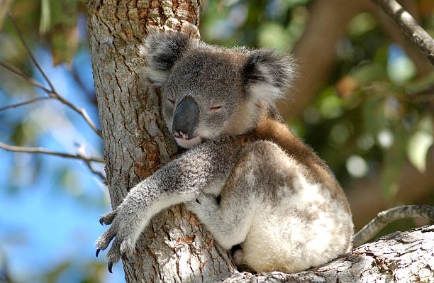 Koala hugging a tree with eyes closed stock photo