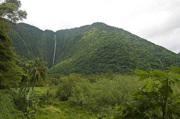 istock Hiilawe Falls in Waipio Valley 146728659