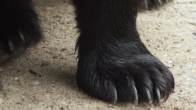 Brown bear paw with claws super close up. Brown bear, Ursus arctos.