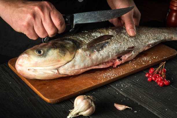 istock The chef prepares silver carp in the restaurant kitchen. Preparation for cutting fish with a knife. Work environment on the kitchen table. 1467288062